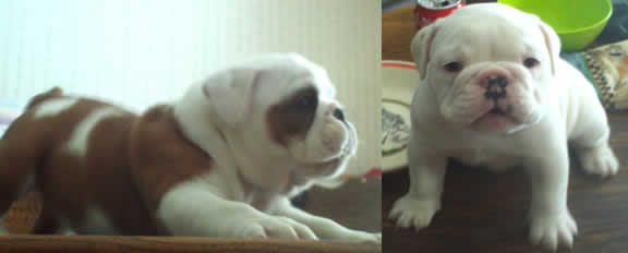 English bulldog puppies